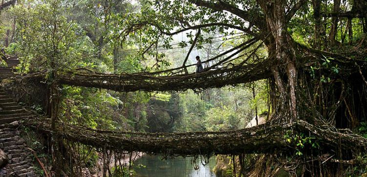 extraordinary-india Living Root Bridges