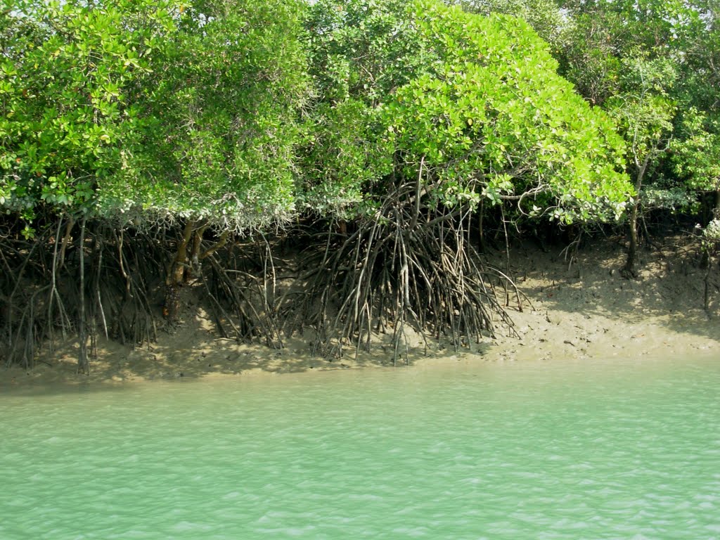 Mangrove Forest must see places in India