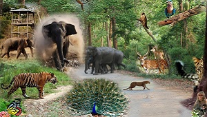 wildlife in India