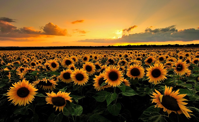 Sunflower