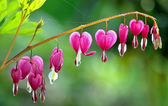 Bleeding Heart