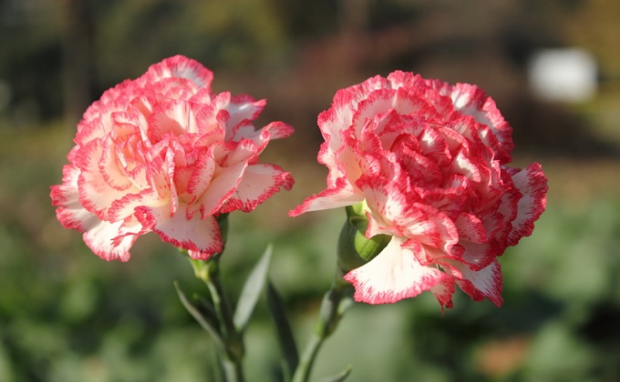 Carnations