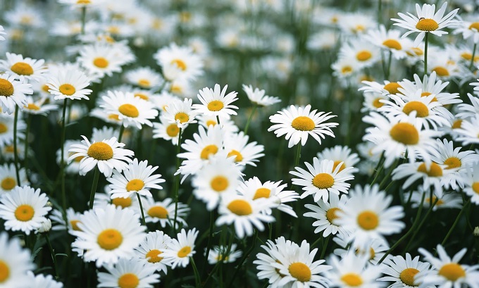 Daisies