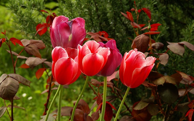 Tulip