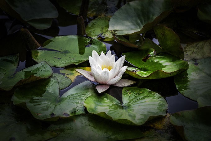 White Lotus