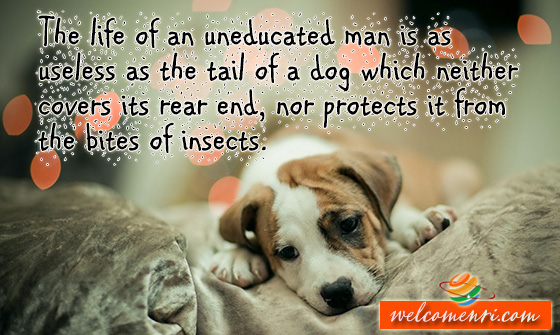 The life of an uneducated man is as useless as the tail of a dog which neither covers its rear end, nor protects it from the bites of insects.