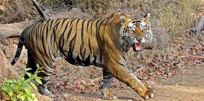 Bandhavgarh Bandhavgarh